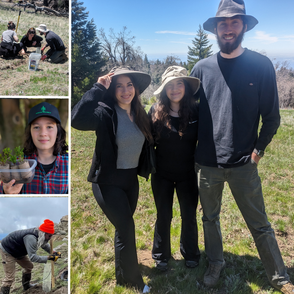 Volunteers planting young sequoia saplings in a forest clearing